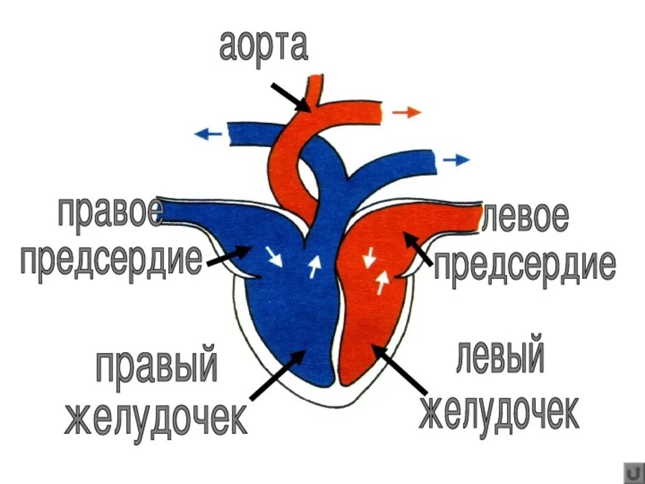 Строение сердца млекопитающих. Схема строения сердца млекопитающих. Четырёхкамерное сердце у млекопитающих. Строение сердца собаки схема. Сердце млекопитающих состоит из двух