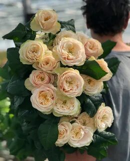 Vip roses