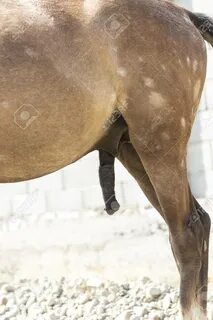 Erected penis of a horse - 85765480.