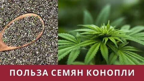 Почему сорт полезен