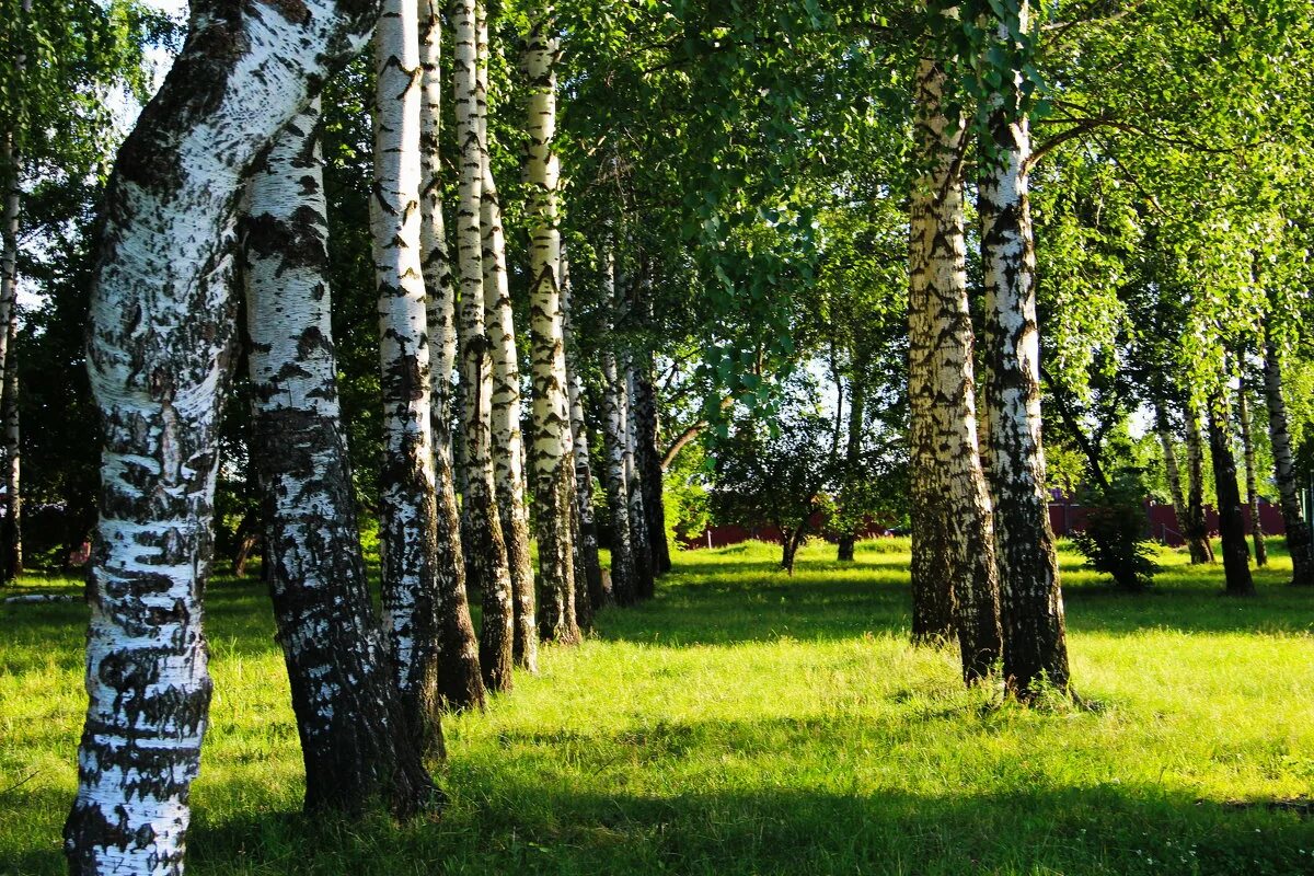 Березки нижегородская. Красногорск Березовая роща. Березовая роща Томск. Березовые Рощи Марий Эл. Берёзовая роща в Ростове на Дону.