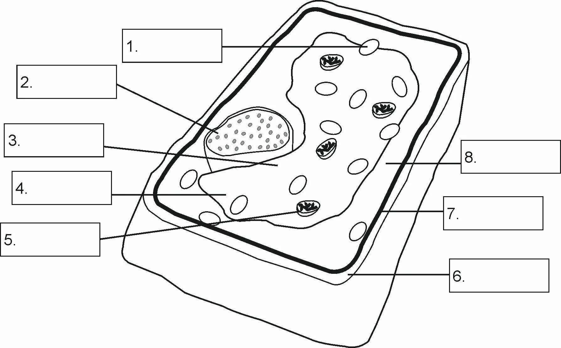 Строение клетки. Plant Cell structure. Клетки легких рисунок. Строение клетки эскизы. Строение клеток рисунок 5 класс