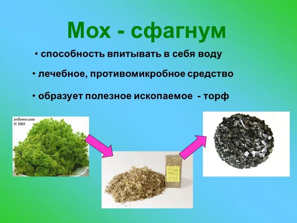 Растения индикаторы золота. Растение полезных ископаемых. Полезные ископаемые абхазии. Природные полезные ископаемые. Растения индикаторы полезных ископаемых.