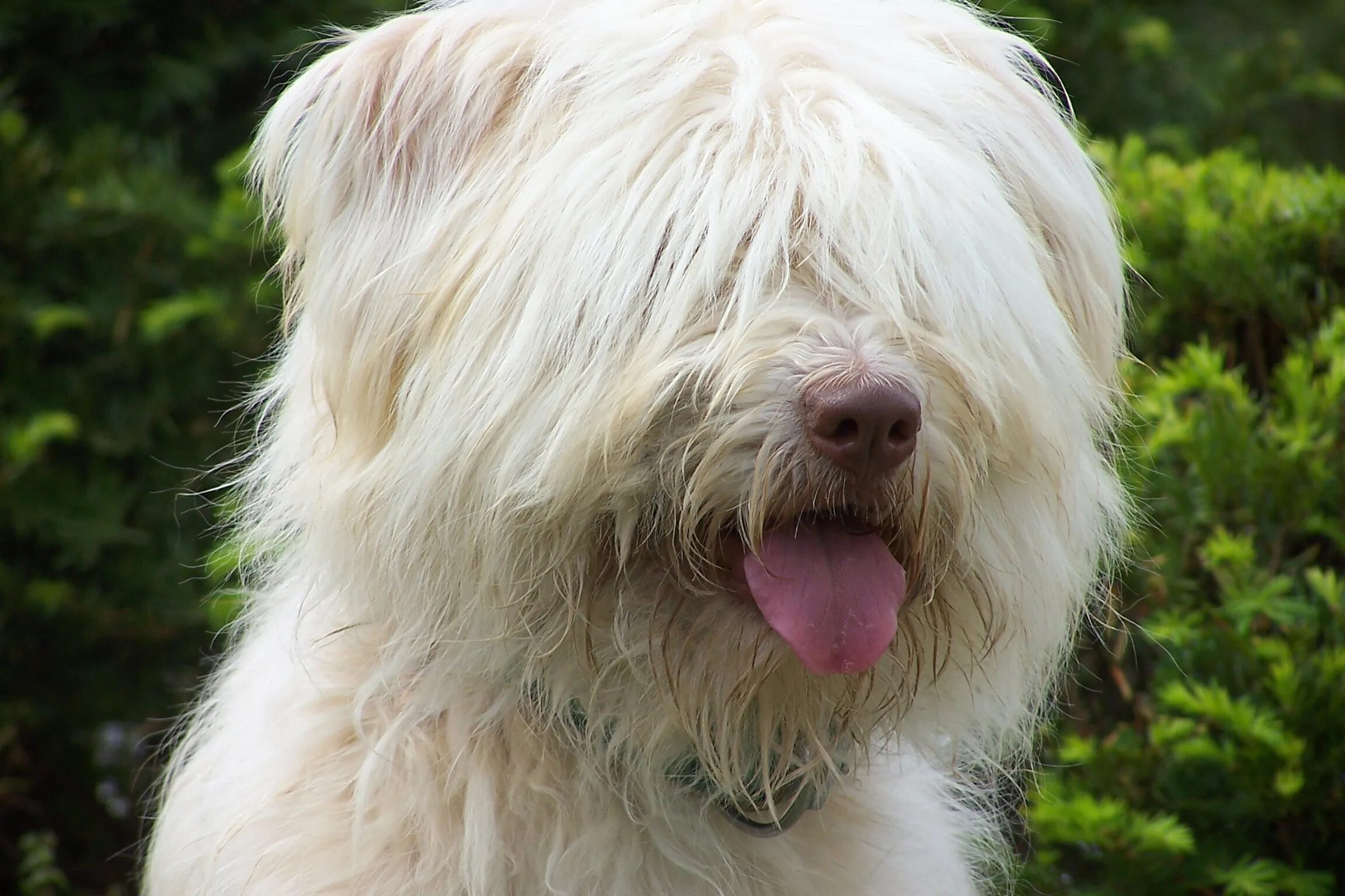 мягкошерстный пшеничный терьер. сон большая лохматая собака. южнорусская овчарка и бобтейл. бобтейл овчарка. сон большая лохматая собака.