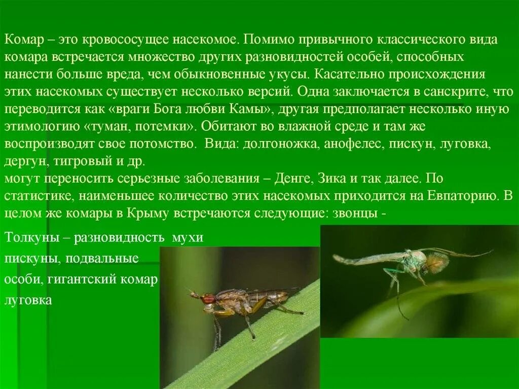 Комар какая среда. Доклад про комара. Презентация про комаров. Доклад про комаров. Комары презентация.