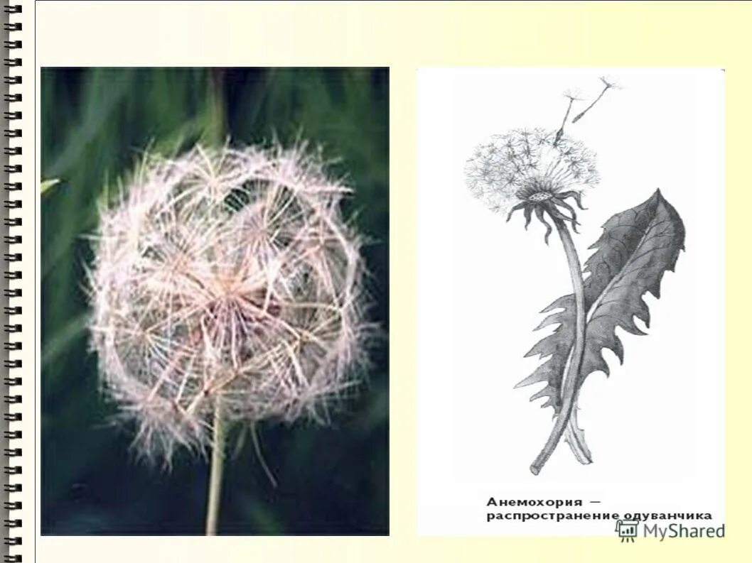 Распространение плодов и семян ветром. Растения семена которых распространяются ветром. Распространение семян растений ветром. Распространение ветром примеры. Приспособленность растений к распространению плодов и семян.