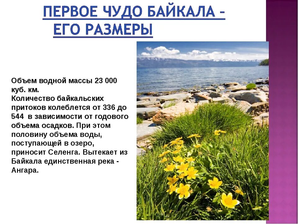 Хозяйственное значение байкала. Озеро байкал растения. растения байкала названия. байкал презентация.