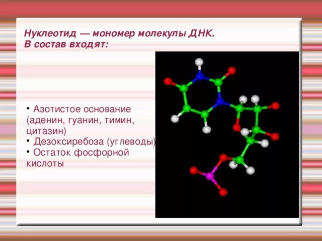 Кислота содержащаяся в днк. Кислота содержащаяся в днк