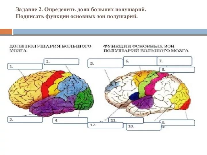 Зоны коры полушарий большого мозга таблица. Зоны коры полушарий большого мозга и их функции. Головной мозг отделы и функции большие полушария. Локализация психических функций в мозге
