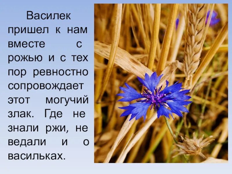 Мир василька. Василек гребенчатый. Василек растение. Василек презентация. Василек описание растения.