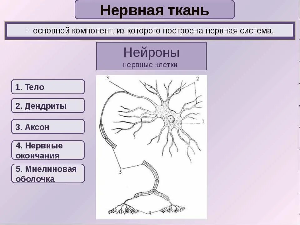 Какое свойство у нервной ткани. Нервная ткань таблица. Клетки нервной ткани таблица. Нервная ткань человека таблица. Типы нервной ткани таблица.