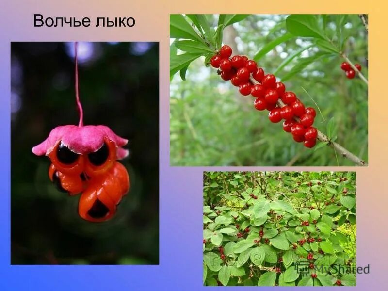 волчье лыко ядовитое растение. волчье лыко 3 класс. ядовитые ягоды волчье лыко. волчье лыко ядовитая трава. волчье лыко ягода.