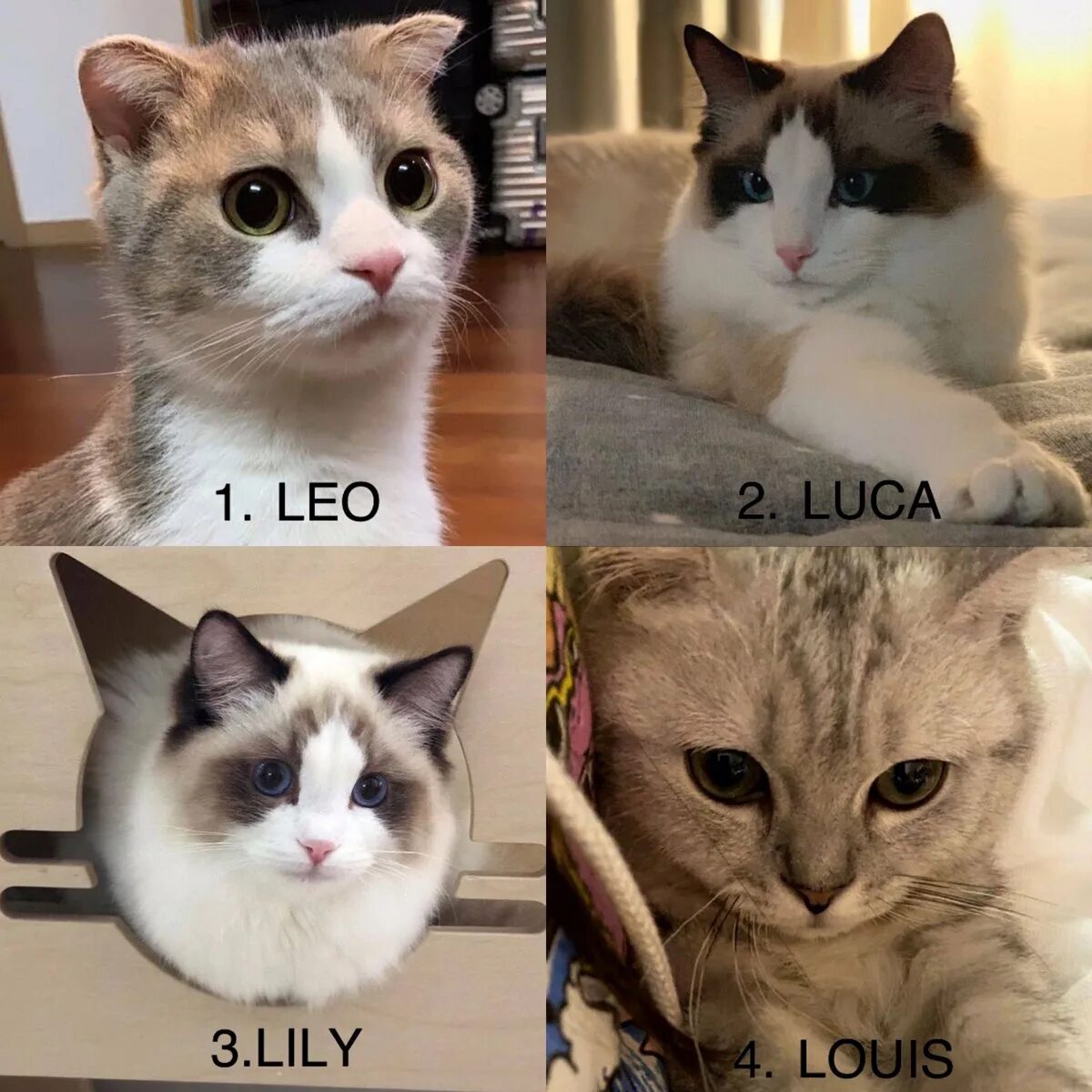 What s your cat s name. Leo luca lily louis. blackpink lisa cats. кот лисы из блэкпинк. котик лили.
