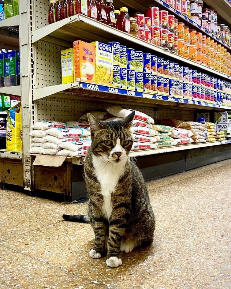 Cat store. Кот в магазине. Кошка в магазине. Магазин котик. Кот маг.