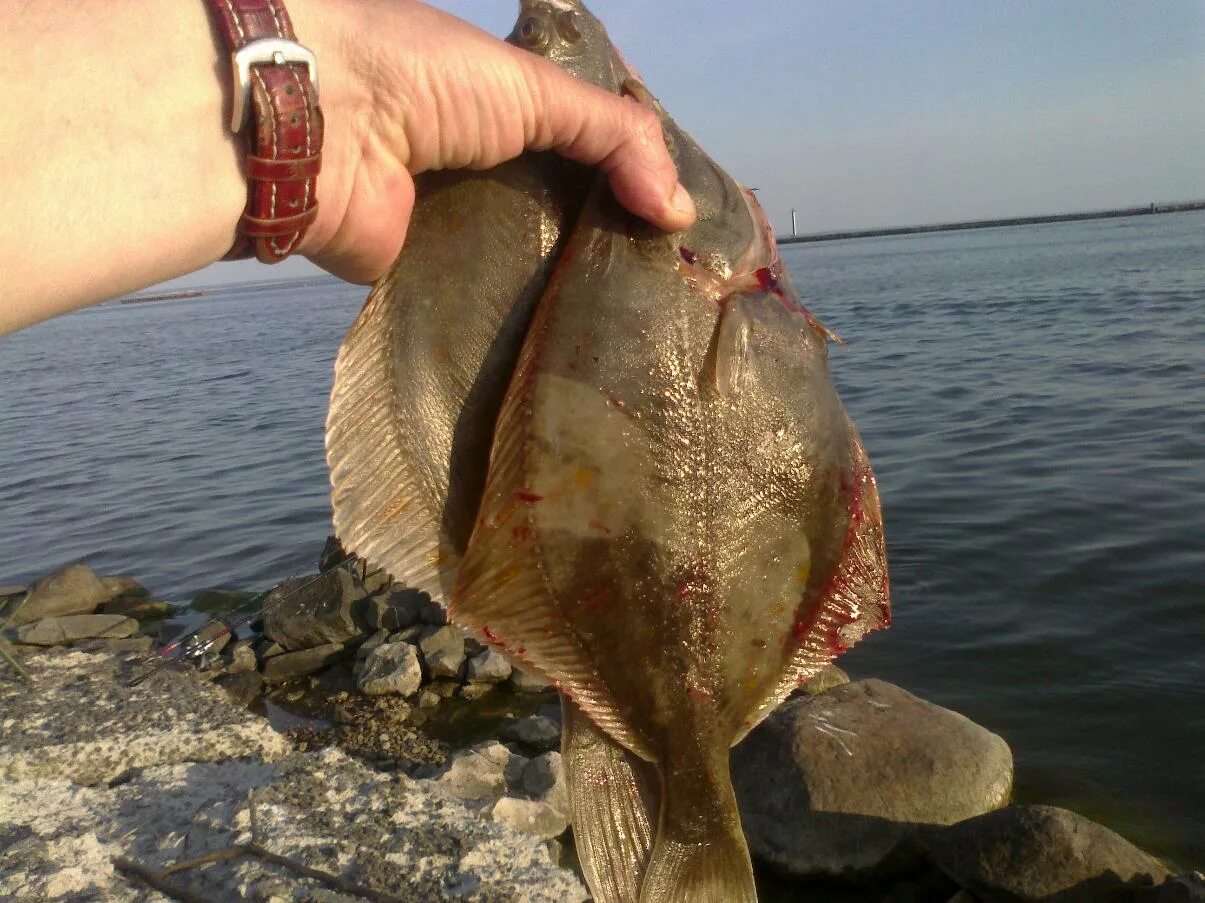 Ловим рыбу в крыму. Морская камбала Черноморская. Калкан рыба Черноморский. Камбала глосса Черноморская. Калкан Азовский (камбала.