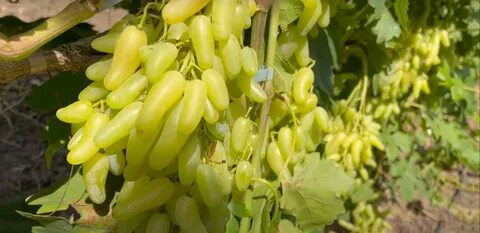 Виноград сорта в магазинах