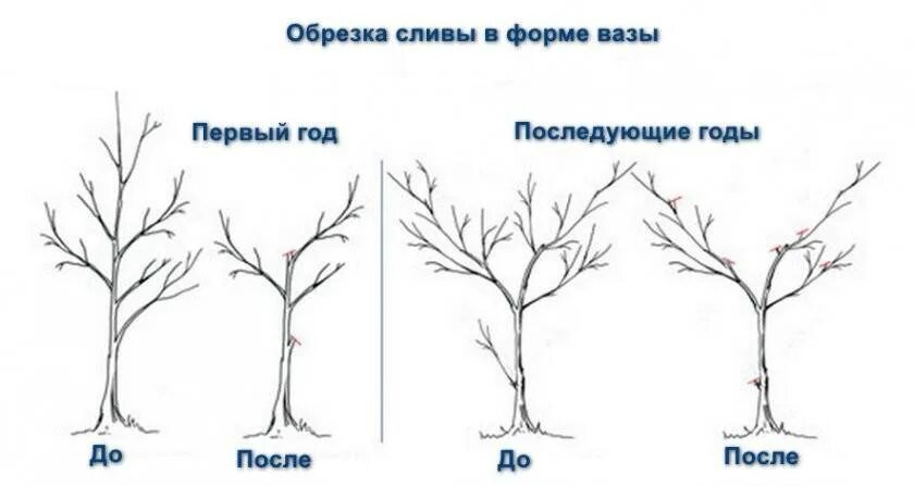 Как правильно обрезать сливу весной для начинающих. Обрезать сливу осенью схема. Обрезка алычи весной схема.