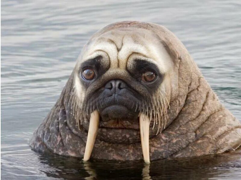 Моржи собаки. Сивуч и морж. Моржи собаки. Моржи собаки. Моржи собаки.