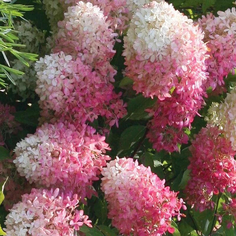 Купить Гортензия метельчатая Pink and Rose - Гортензия - GardenPlants