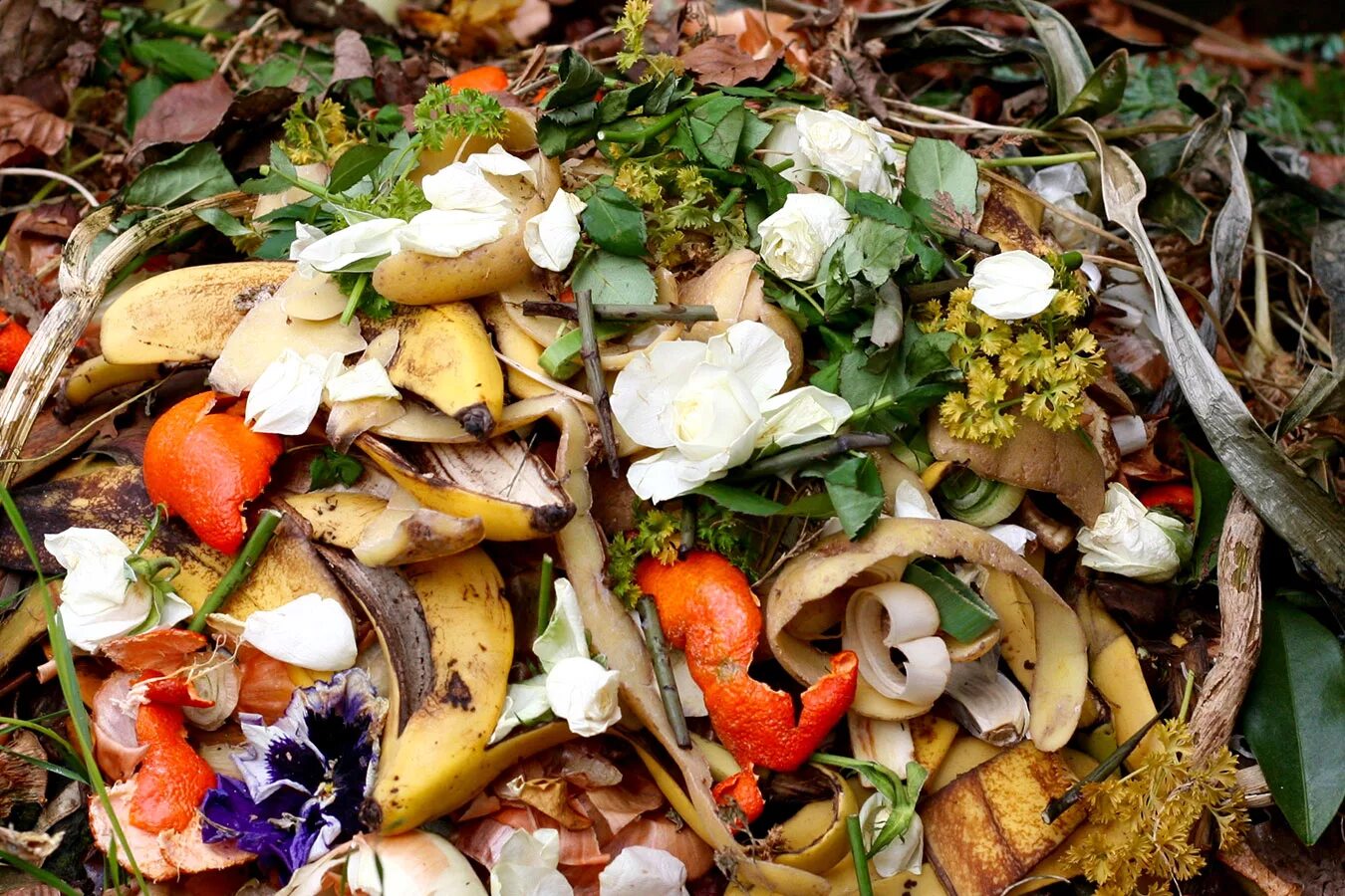 Органических отходов. Пищевые отходы. Пищевые отходы для огорода. Пищевые и растительные отходы. Пищевые остатки.