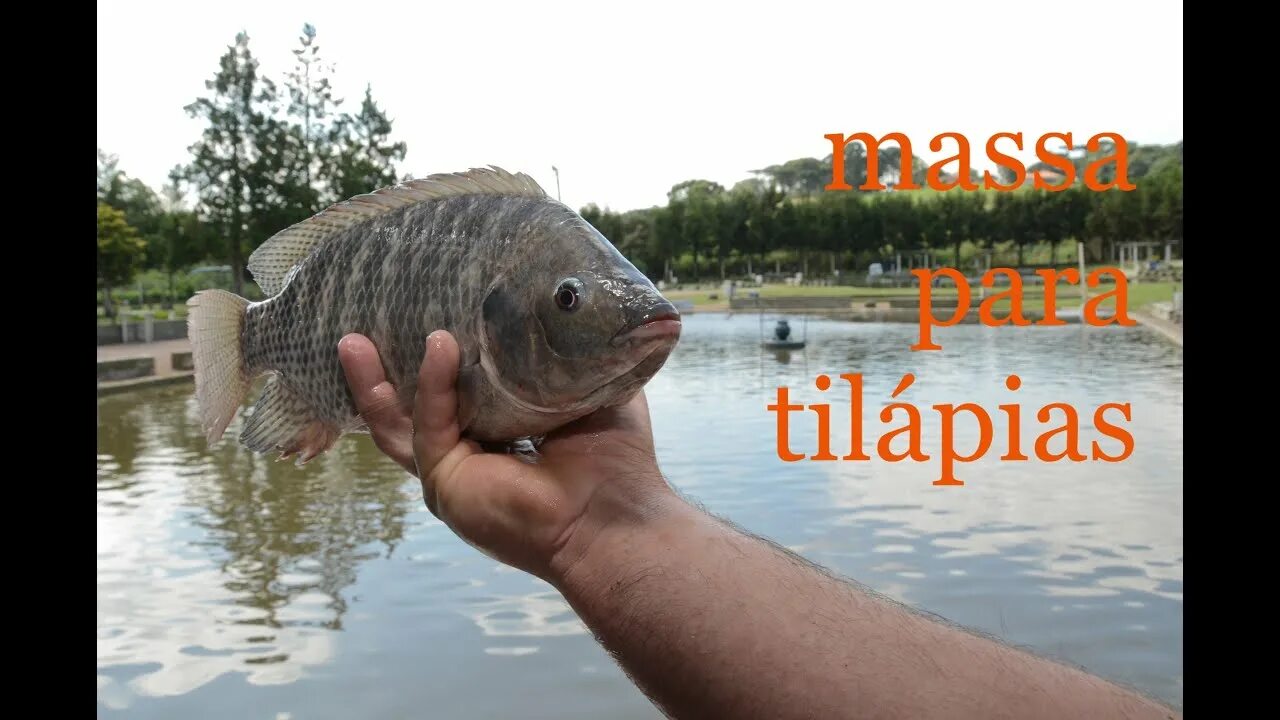 Тилапия ловля