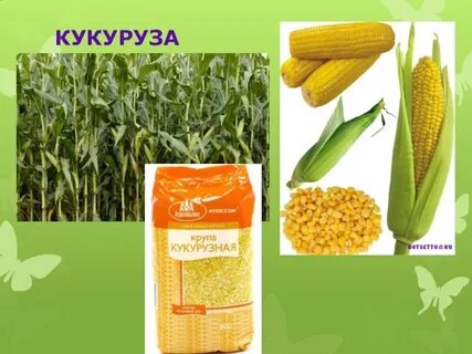 Кукуруза молот