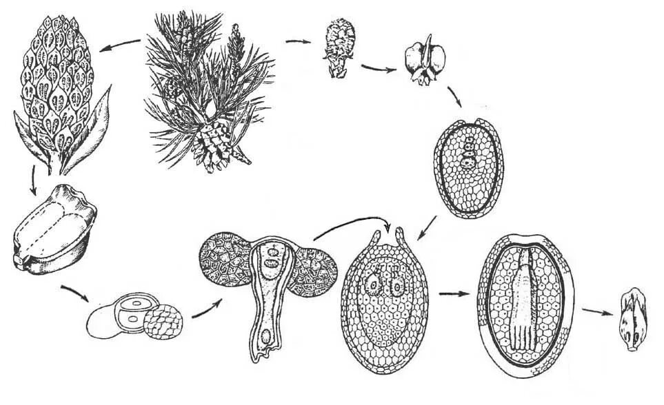 Жизненный цикл сосны обыкновенной. Жизненный цикл голосеменных растений сосна. Размножение голосеменных растений. Цикл развития голосеменных без подписей. Развитие хвойных