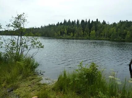 Ленинградская псковская
