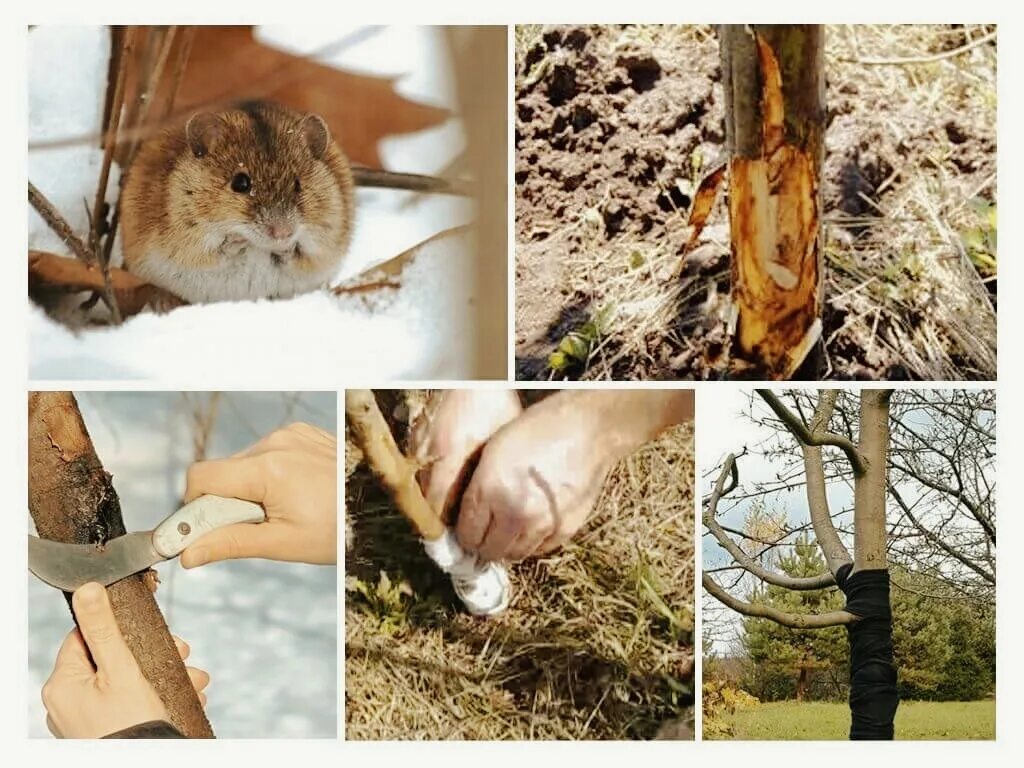 Мыши погрызли. Мыши обгрызли кору яблони. Мыши погрызли яблоню. Кору яблони погрызли. Мыши обгрызли кору дерева.