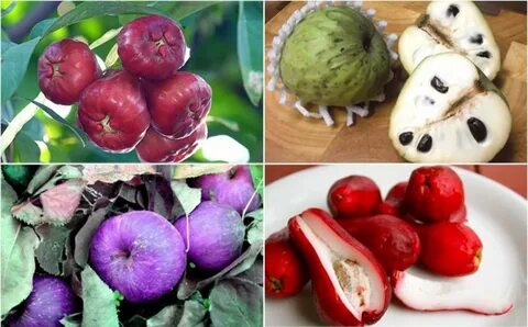 Какие фрукты похожи