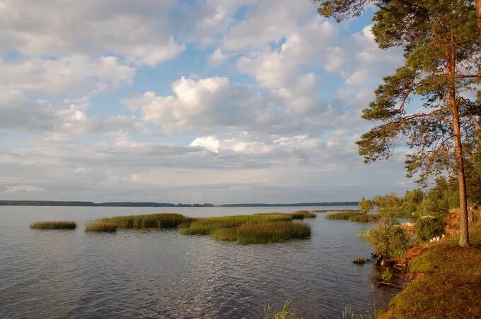 Московское море иваньковское водохранилище. Острова иваньковского водохранилища. Могильный остров дубна. Завидово река волга. Острова иваньковского водохранилища.