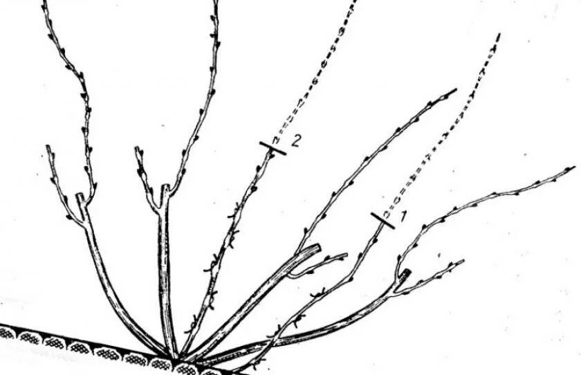 Средняя обрезка винограда. Обрезка винограда весной. Обрезка винограда летом. Правильная обрезка винограда летом. Куст винограда схема.