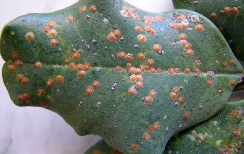 Пальмовая щитовка. Клещ щитовка. Щитовка и ложнощитовка. Ложнокалифорнийская щитовка. Бродяжки щитовок.