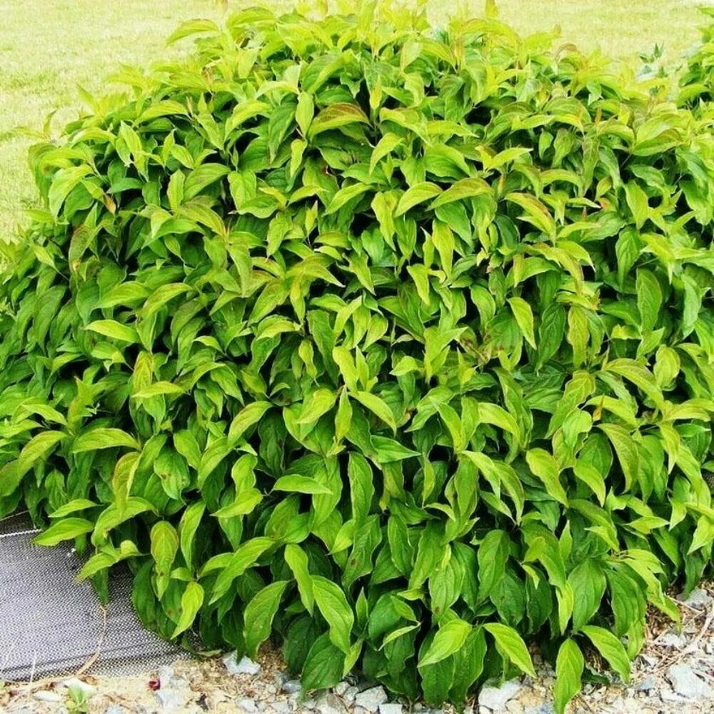 Рулонный газон. Дерен белый 'elegantissima'. Дерн. Дерен элегантиссима. Дерен элегантиссима.