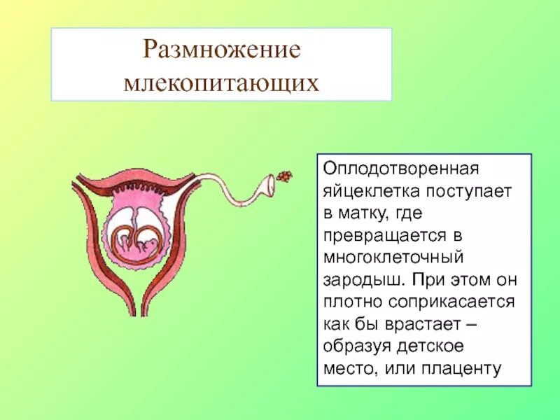 Система органов размножения млекопитающих. Половая система млекопитающих кратко. Схема половой системы млекопитающих. Яйцеклетка млекопитающих размножение.