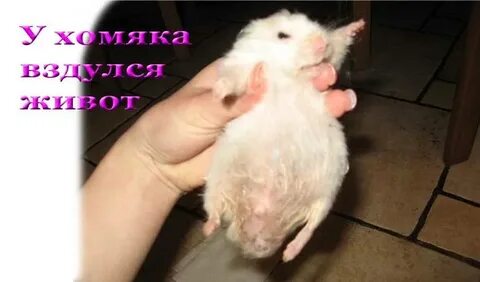Хомяк джунгарский чешется