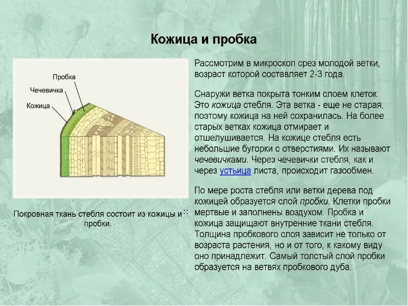 Кожица листьев состоит из. Покровная ткань стебля. кожица стебля. пробка стебля. покровная ткань стебля растения.