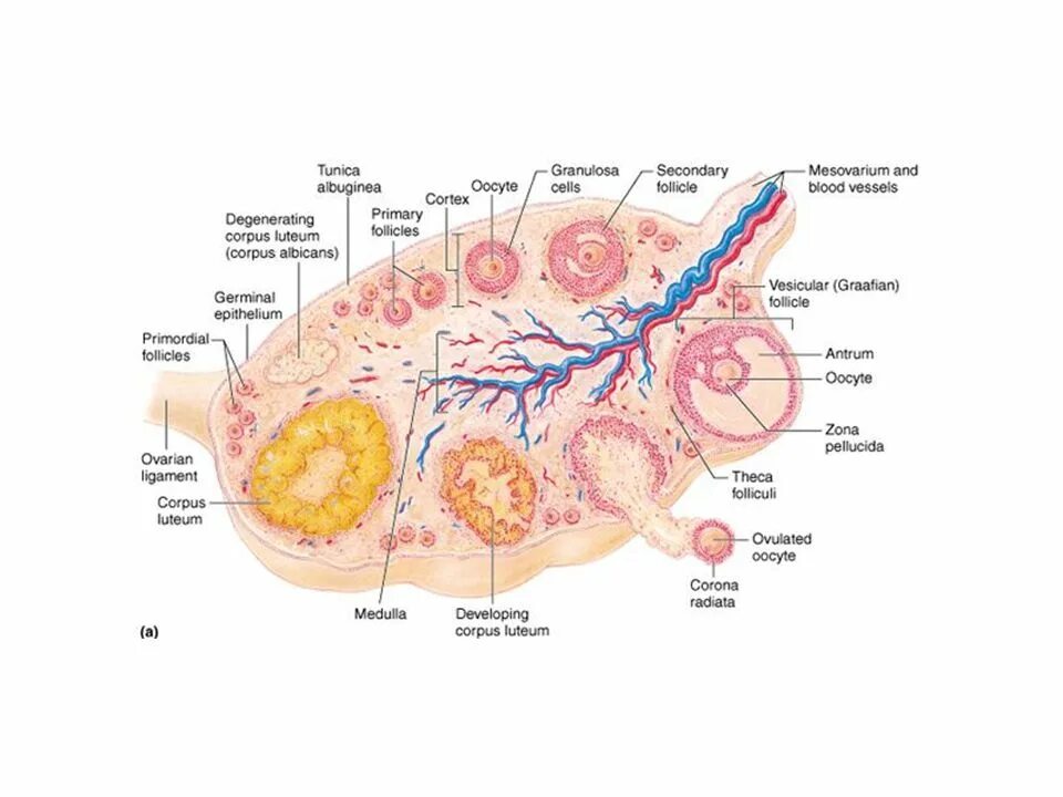 Строение яичника анатомия. Строение яичника. Внешнее строение яичника. Внутрисекреторная часть яичника. Яичник эндокринная железа.