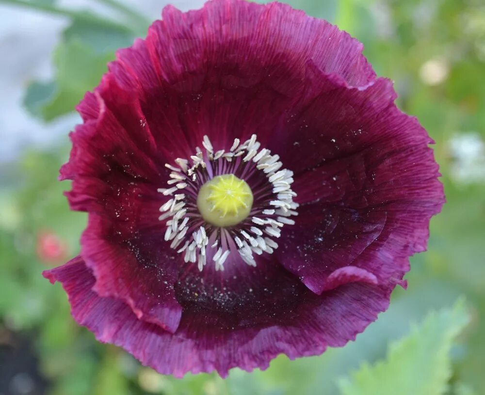 Тип мак. Мак papaver. папавер малиновый. giant papaver somniferum. unwins giant coonara мак.