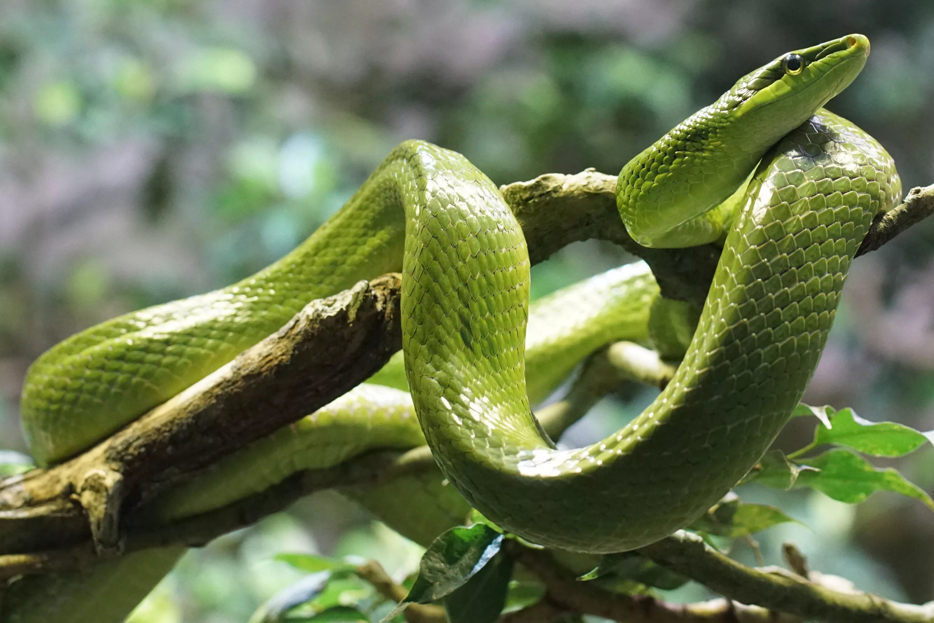 Картинка змея. Зелёная мамба змея. Грин Снейк. Черная и зеленая мамба. Зеленая мамба, рептилия, Elapidae.