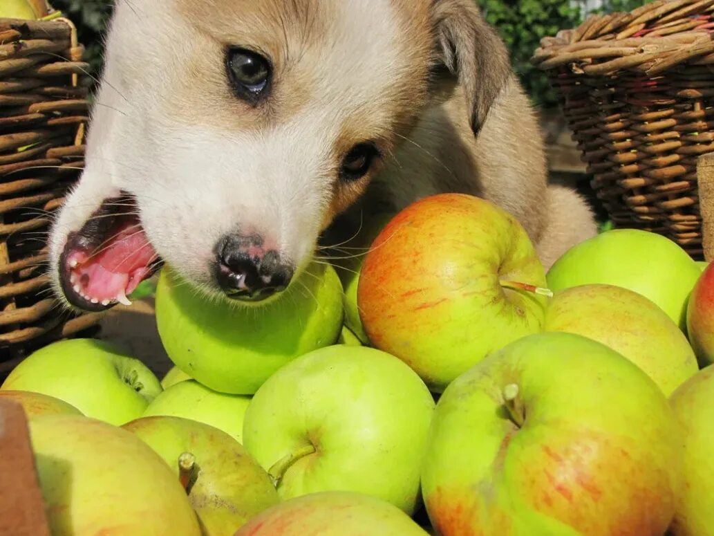 Можно щенка яблоко. Собачка в яблоке. Собака с яблоком. Хаски яблоко. Яблоня и собака.