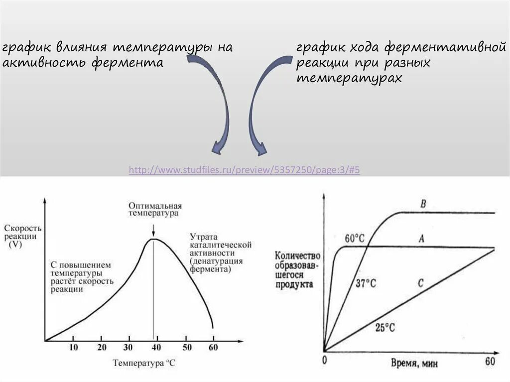 График влияния температуры на активность фермента. Ход ферментативной реакции при разных температурах. Влияние температуры на скорость ферментативной реакции график. Оптимальная температура для ферментативной реакции. Изменение температуры ферментов