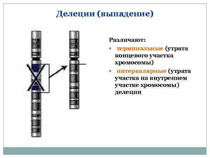 Делеция генетика. Концевая делеция. Делеция концевого участка хромосомы. Утрата концевого участка хромосомы. Участки хромосом называют