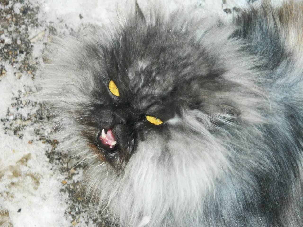 Персидская длинношерстная кошка джуно. Пушистый мяу мяу. Кошка мяу. Пушистый мяу мяу. Недовольный кот.