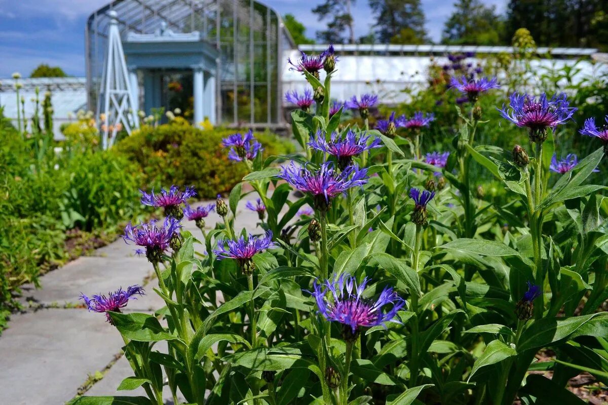 Дачи васильков. Василек многолетник. Василёк горный. Василек Centaurea Montana. Василек цветок садовый многолетний.