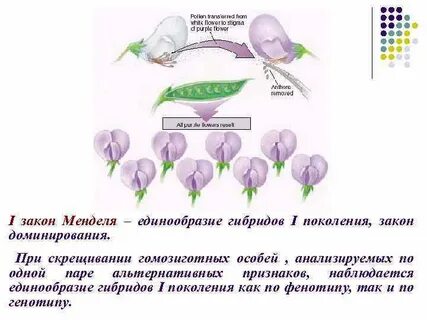 Гибридные особи