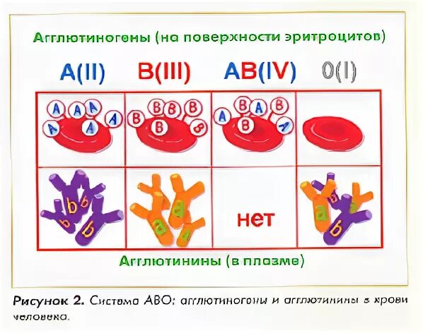 Агглютинины 2 группы. Агглютиногены по системе АВО. Система группы крови АВО. Агглютиногены и аглюглютинины по системе АВО. Агглютиногены на поверхности эритроцитов.