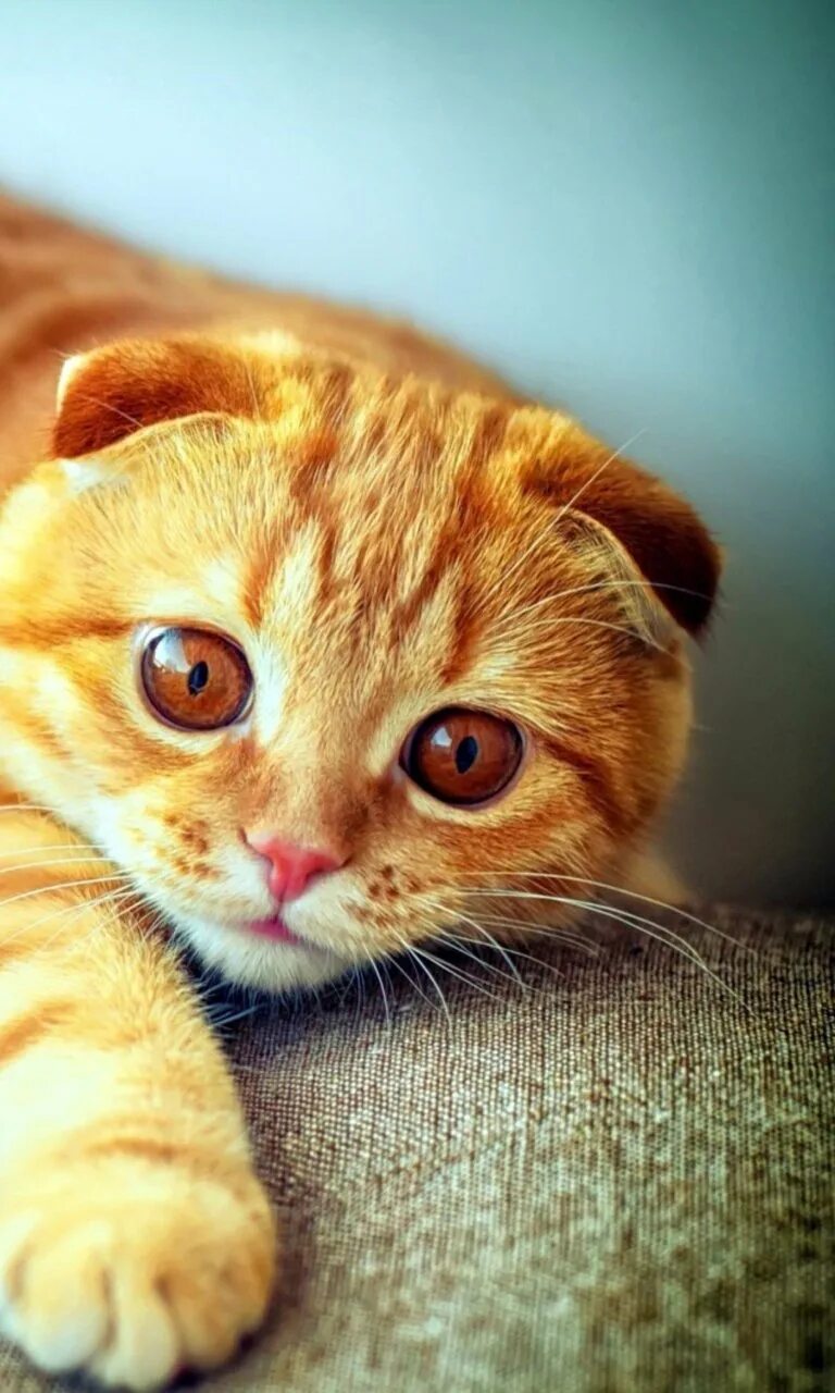 Прости меня пожалуйста. Главный экран пожалуйста. Главный экран пожалуйста. Картинки на рабочий стол милые. Кот из шрека.