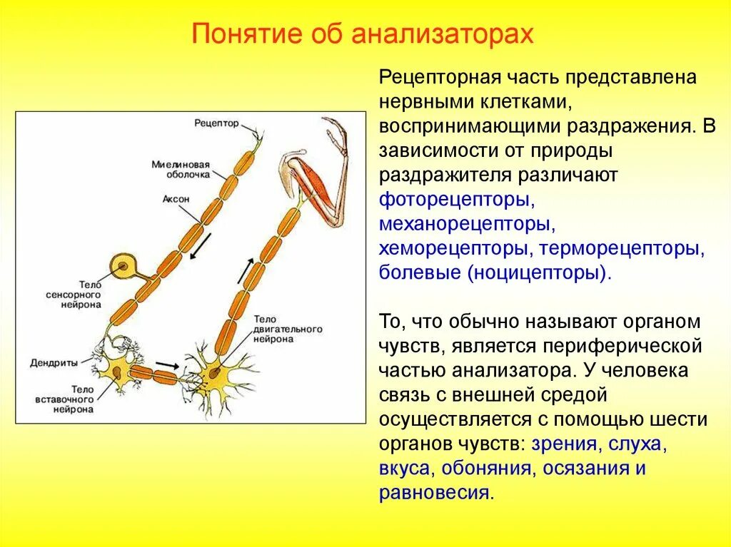 Нервные связи функции. Вставочные Нейроны соматической нервной системы. Вставочный Нейрон функции. Вставочный Нейрон строение. Нервная система строение нейрона.