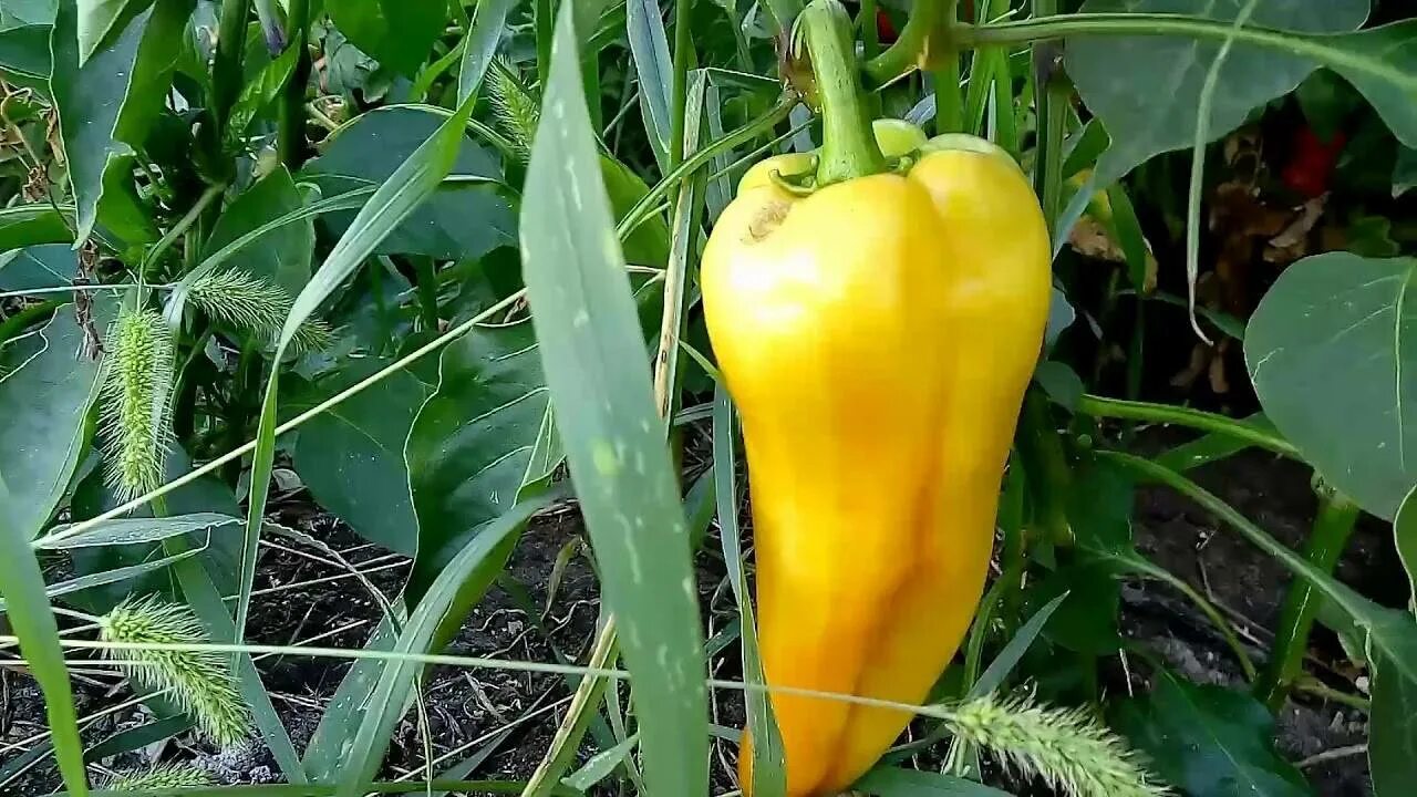 Желтые сорта перцев